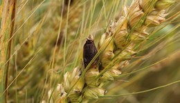The life cycle of ergot and its impact on cereals and grasses